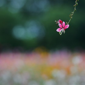 [EOS 5D Mark2] --Gaura..,.,.,.,.ȫ.....