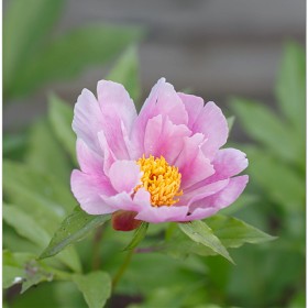 [5D Mark III] 1Dx Mark II   ޶ϱ??