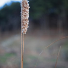 [5D Mark II + summicron-r 50]  ܿ 