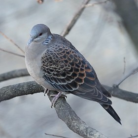 [5D MIII+70-200F2.8LIII] ˺ѱ (ѱ)