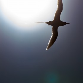 (5dsr) ű    (Red-tailed Tropicbird)
