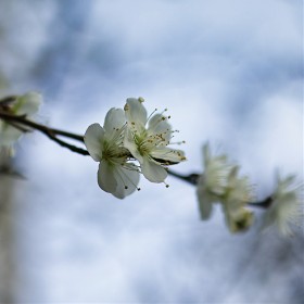  ù ȭ 