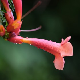 ϸ ʸ X [XF90mm F2.0 LM WR ]