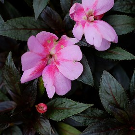   <T2 + XF 35mm F2.0>