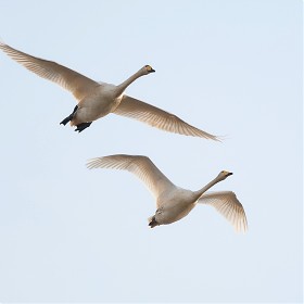 Flying over