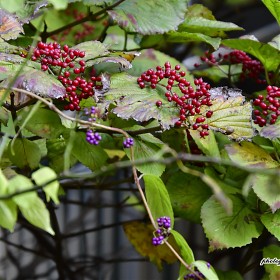 [D500 + 18-400mm] 