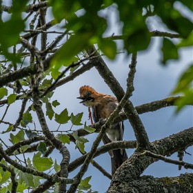 [D7500 + 200-500] Ž