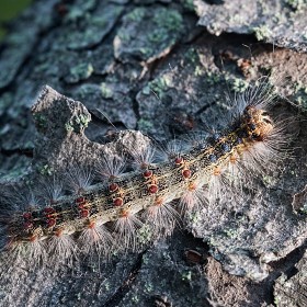 [D810+IRIX150macro] 