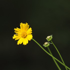 [D810+IRIX150macro] ݰ豹
