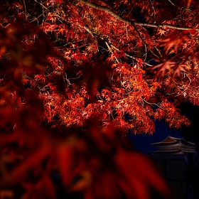 [G9 + 12mm f1.4] 溹