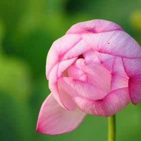 [GH5, 50-200]  lotus