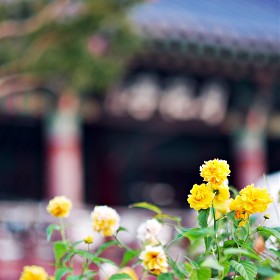 [Xiaoyi 42.5mm f/1.8]  ȭŸ