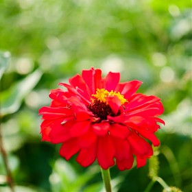 [GH5, 10-25mm/F1.7] Flowers of late summer