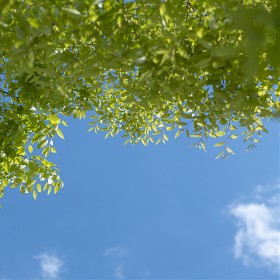[G9, 42.5mm]  