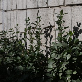 (GX9 + 42.5)   