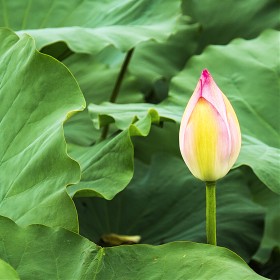 nx10 / nx18-200mm 2  