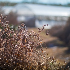 nx300 / carl Zeiss planner50/1.7  