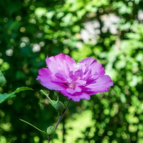 nx10 / nx16-50mm  ȭ