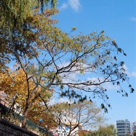 Fujifilm S5Pro - 