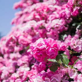 [NX300m, 30] 30mm  .. [BGM]