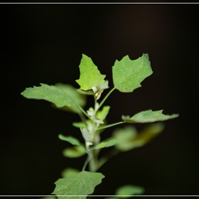 [A7R3]  Ҿ.