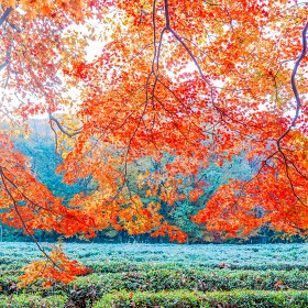 [S1, 24-105]  õ  ... [BGM]