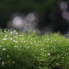 a7rm2/߽ī50mm1.4/  ູϴ.