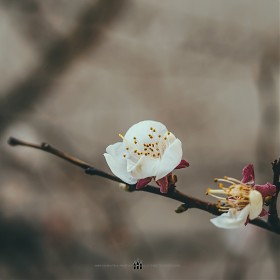 [a7, a5100 + LensBaby Velvet 56mm, FE90M28G] ϸ鼭   ó  (22PICS, BGM)
