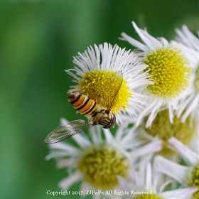 [A7R2 & FE90MACRO] ? ĸ?