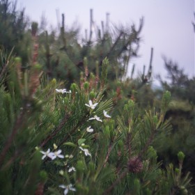 [a7m2+Carl Zeiss Jena 29mm F2.8] ħ  ǳ׿