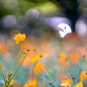 [A7R3 + LM-EA7+ FD 85.2L]   ڽ