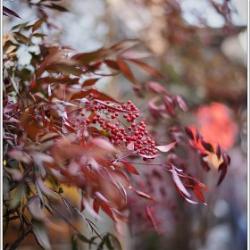 [A7R3]  40.2   ͼ.