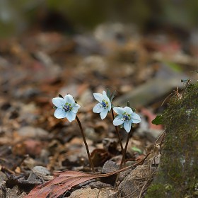 [A7R3+FE90Macro]  ٶ