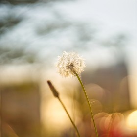 [a7r3+Helios 44-2 58mm f2] alone