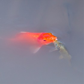 Ű(Kiss).....