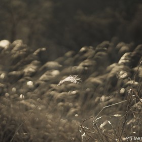A7R4+5+ 135.8za] 