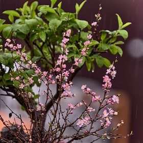 A7R4+ SAL70200G]  ῡ