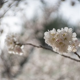 a7s pentacon 2.8 / 100)  ~~^^