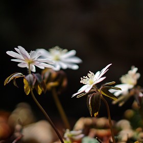 {a5100]  ǹٶ