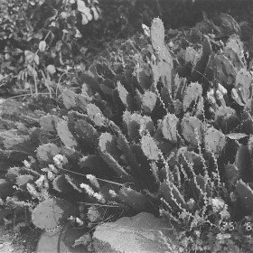 [Pentax MZ-3 + DA 35 2.4 + Rollei B/W iso400] ׳... ...