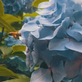 2016 JAPAN,  Ϻ,  - iPhone 5: ׽Ʈ
