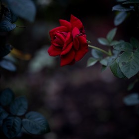 [EOS R, RF50.2]  ... (BGM)