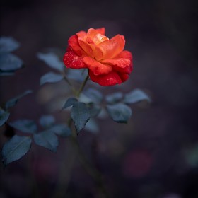 [EOS R, RF50.2] ״  ... (BGM)