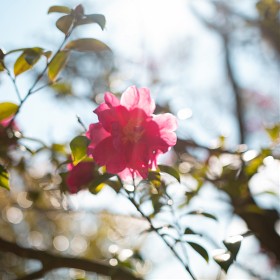 [EOS 70D]   