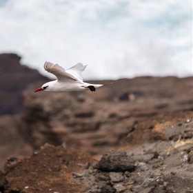 (5dsr) Red Tailed Tropicbird