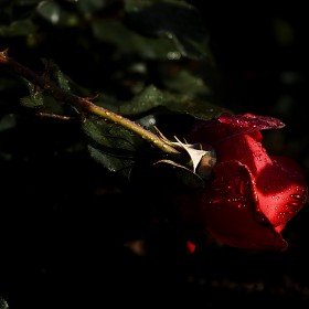[dp3 Quattro] Remember Me... (BGM)