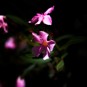 (X2D&XCD 135mm)  ɻ...
