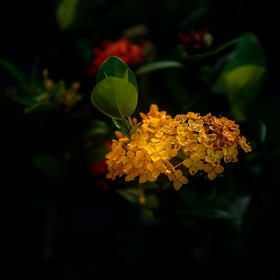 (X2D)  忡...(part 1)