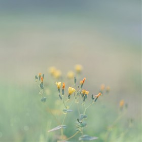 [A7R5, Tamron 90Macro] ߿... (BGM)