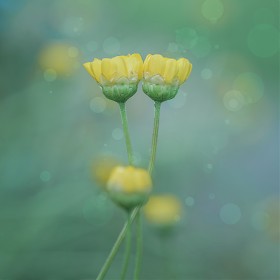 [A7R5, Tamron 90Macro] ұ.